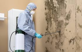 Best Air Quality Testing for Mold Spores  in Little Falls, MN